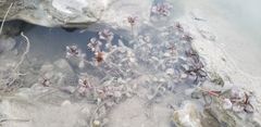 Ludwigia repens