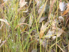 Asclepias verticillata