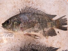 Oreochromis leucostictus