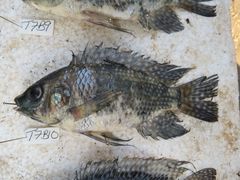 Oreochromis leucostictus