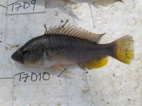 Bloyet's haplo (Astatotilapia bloyeti) — Cichlidae — 5