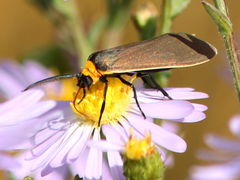 Cisseps fulvicollis