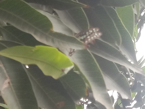 Tailed Jay