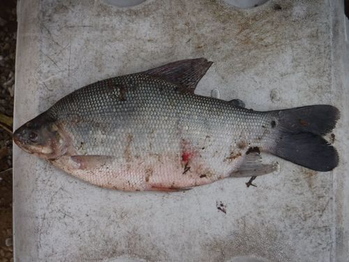 Peters' distichodus (Distichodus petersii) — Distichodontidae