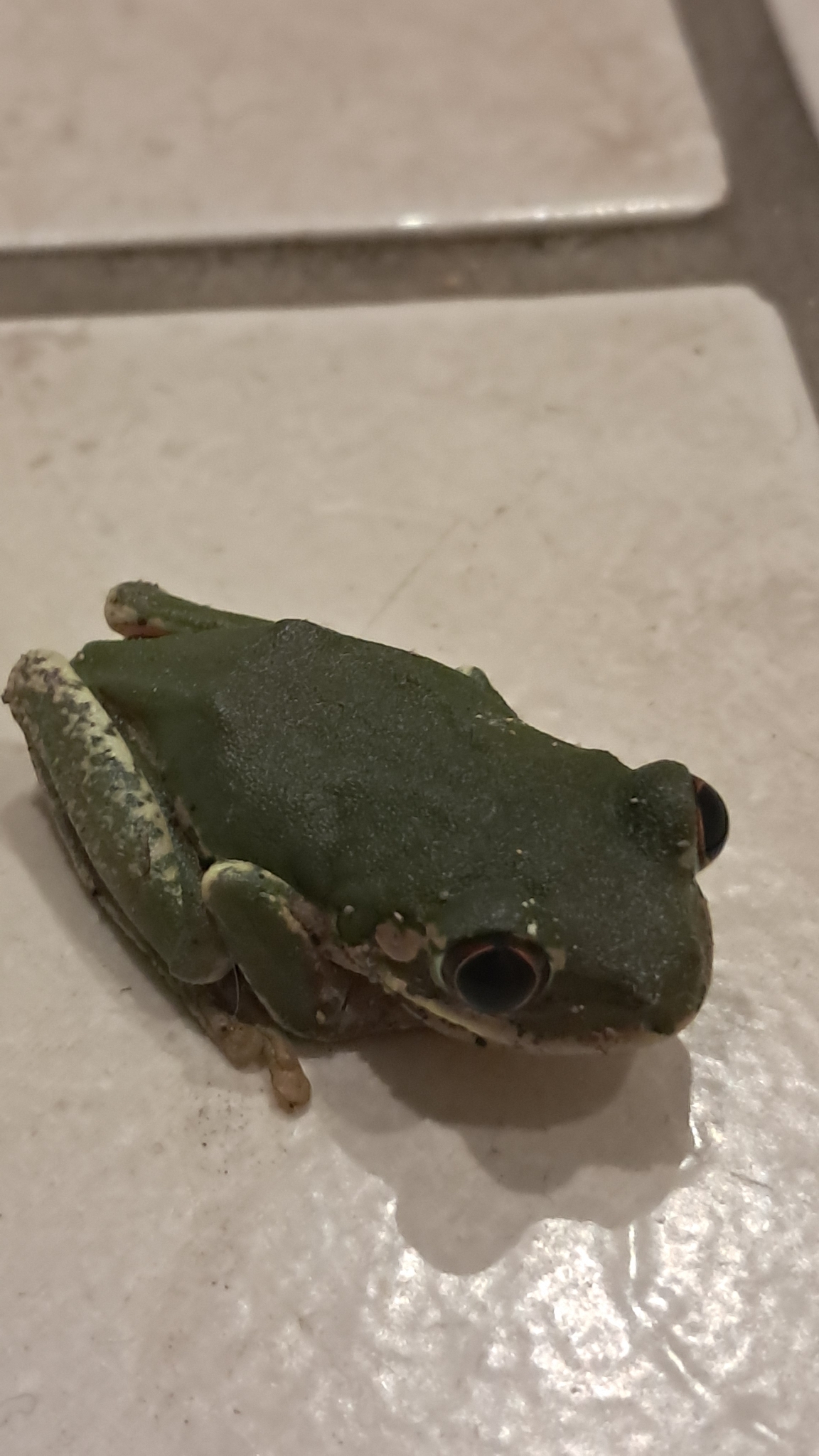 Leptopelis natalensis (Smith, 1849)