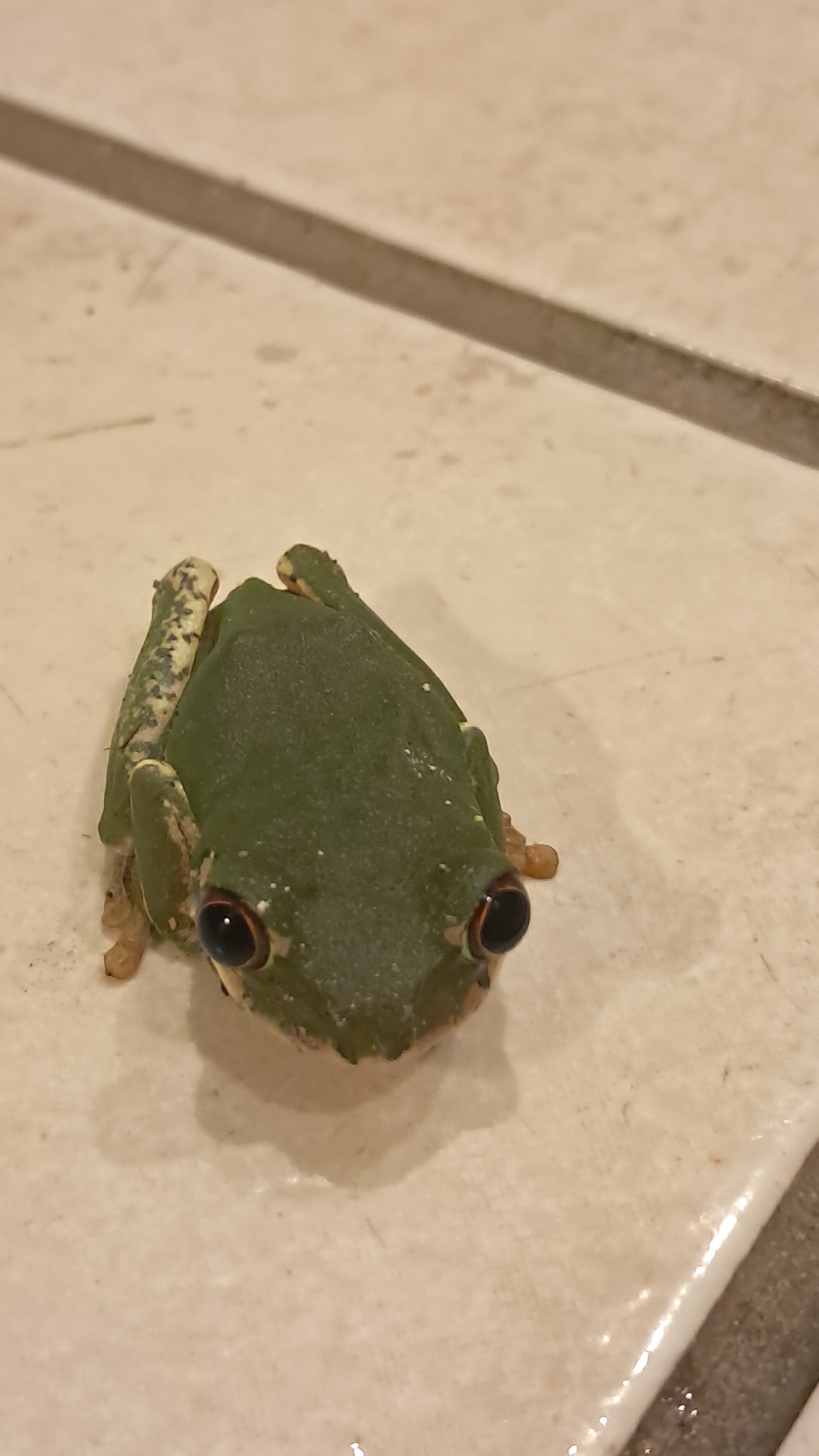 Leptopelis natalensis (Smith, 1849)