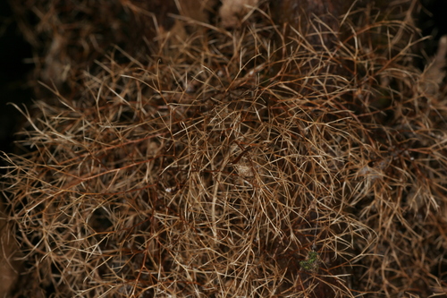 Gymnosphaera baileyana observed 2006-11-17