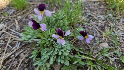 Viola beckwithii, photograph 3