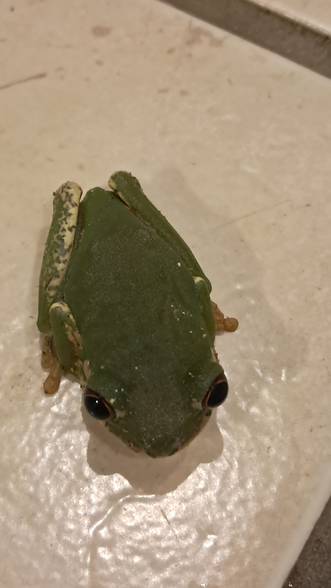 Leptopelis natalensis (Smith, 1849)