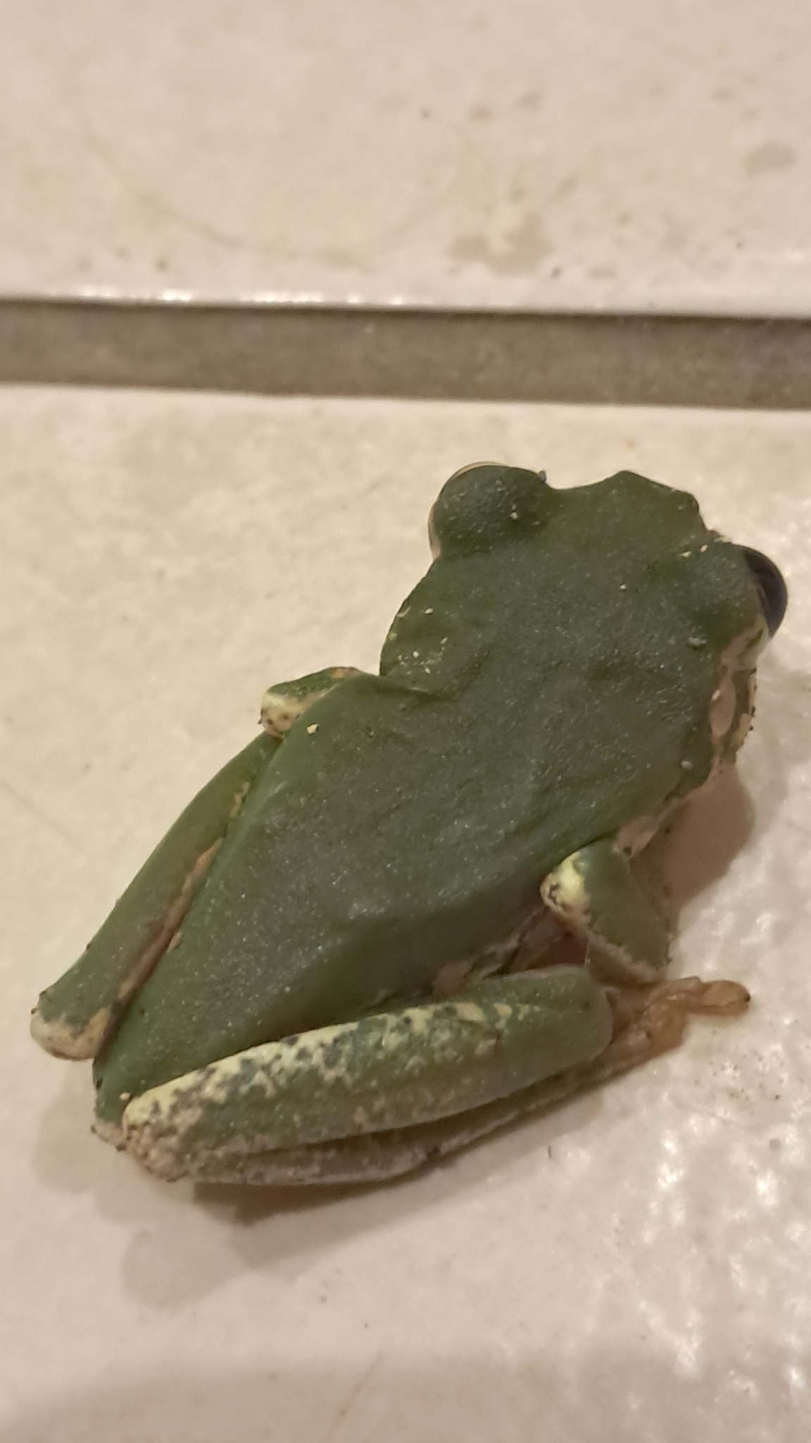 Leptopelis natalensis (Smith, 1849)