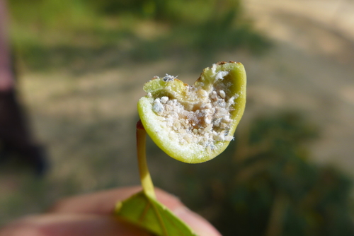 Poplar Spiral Gall Aphid