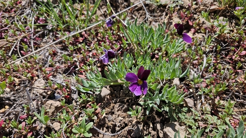 Viola beckwithii, photograph 5
