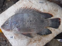 Oreochromis urolepis