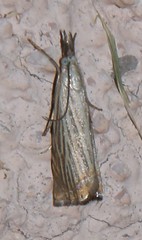 Chrysoteuchia culmella