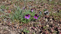 Viola beckwithii, photograph (c) Thea Chesney, some rights reserved (CC BY)