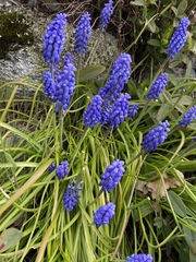 Muscari