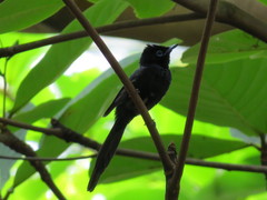 Terpsiphone atrochalybeia