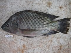 Oreochromis niloticus