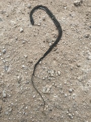 Thamnophis proximus