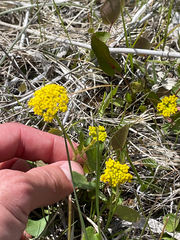 Heartleaf Alexanders (Zizia aptera)