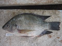 Oreochromis niloticus
