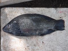 Oreochromis shiranus