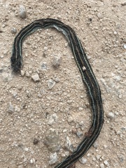 Thamnophis proximus