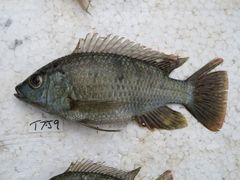 Oreochromis shiranus