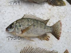 Oreochromis shiranus