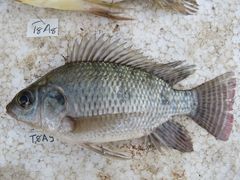 Oreochromis niloticus
