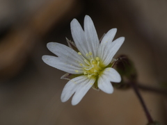 Cerastium pumilum