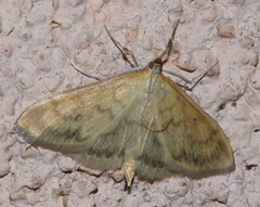 Paratalanta pandalis