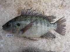 Oreochromis niloticus