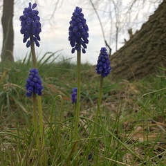 Muscari