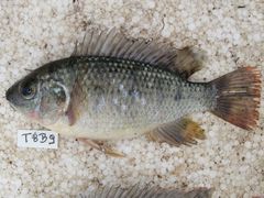 Oreochromis shiranus