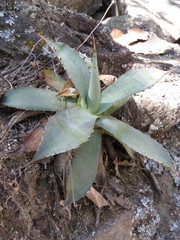Agave guadalajarana