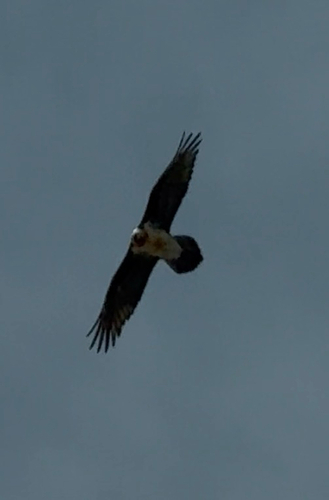 Eurasian Bearded Vulture