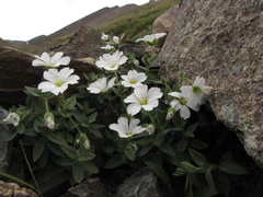 Cerastium lithospermifolium