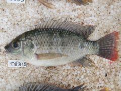 Oreochromis shiranus