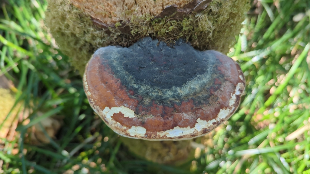 Fomitopsis mounceae · May 2026 · photo: © doviende (iNaturalist, cc-by)