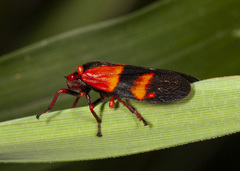 Tomaspis miles