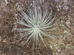 Tillandsia plumosa
