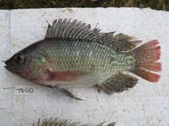 Oreochromis niloticus