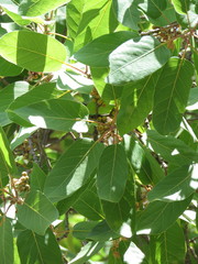 Quercus praineana