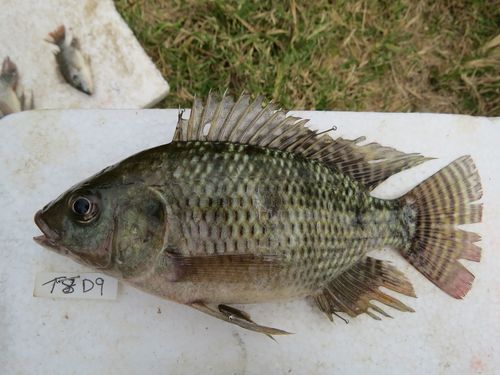 Nile Tilapia