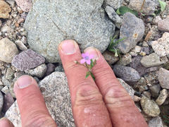 Gilia scopulorum