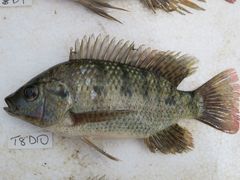 Oreochromis shiranus