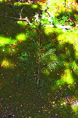 Libocedrus bidwillii