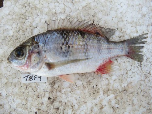 Chambo-tilapia (Oreochromis karongae) — Cichlidae