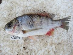 Oreochromis karongae